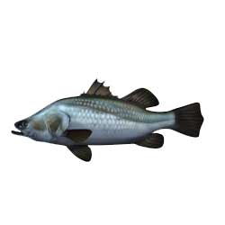 Barramundi