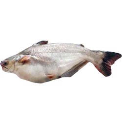 Black Finned (Pangasius)