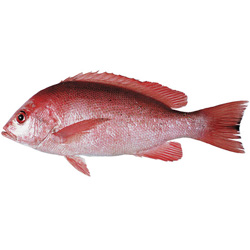 Crimson Snapper