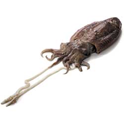 CuttleFish