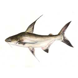 Giant Catfish