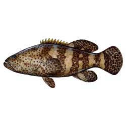 Grouper