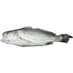 Guchi (White Croaker)