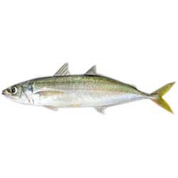 Himeji (Yellow goat fish)