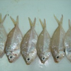 Kurosagi (Glass Fish)