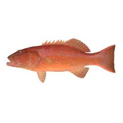 Leopard Coral Grouper