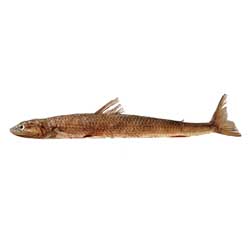 Lizard Fish