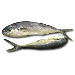 Mahi-mahi