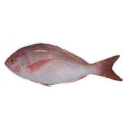 Malabar - Snapper