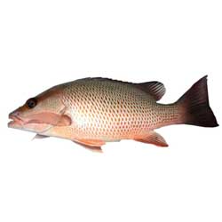 Mangrovered Snapper