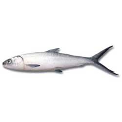 Milk Fish
