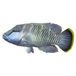 Napoleon Wrasse