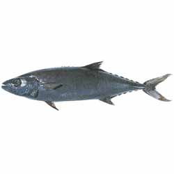 Oil Fish