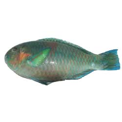 Parrot Fish