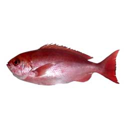 Pinjalo Snapper
