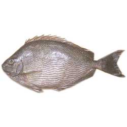 Rabbit Fish