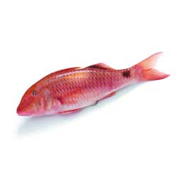 Red Mullet