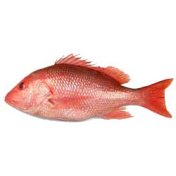 Red Snapper