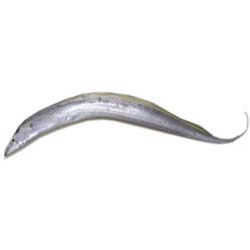 Ribbon Fish
