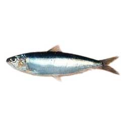 Sardine