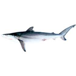 Shark