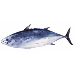 Skipjack Tuna