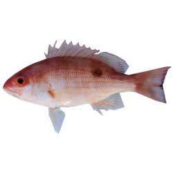 Spot Snapper