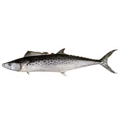 Spotted Mackerel