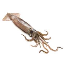 Squid