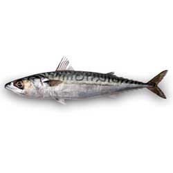 Striped Mackerel