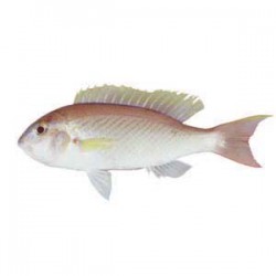 Tamagarashi (Redspot)