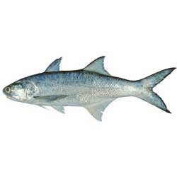 Thread Fin Fish