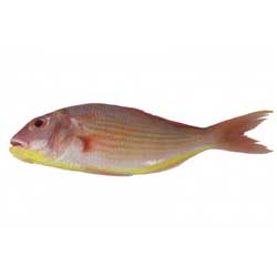 Threadfin Bream