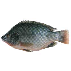 Tilapia