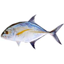 Trevally