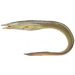 Yellow Conger Eel