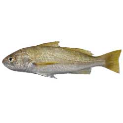 Yellow Croaker