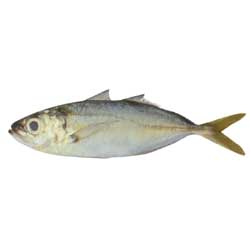 Yellow Scad