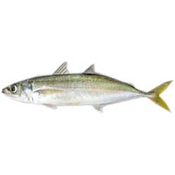 Yellow Tail